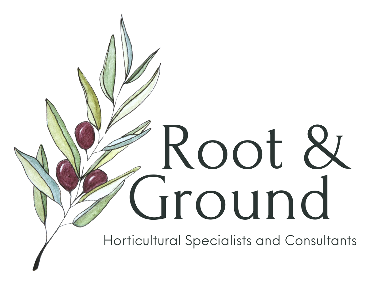 Root & Ground